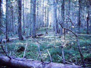lost in woods c